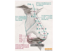 手把手教你畫五官-素描鼻子的詳細畫法