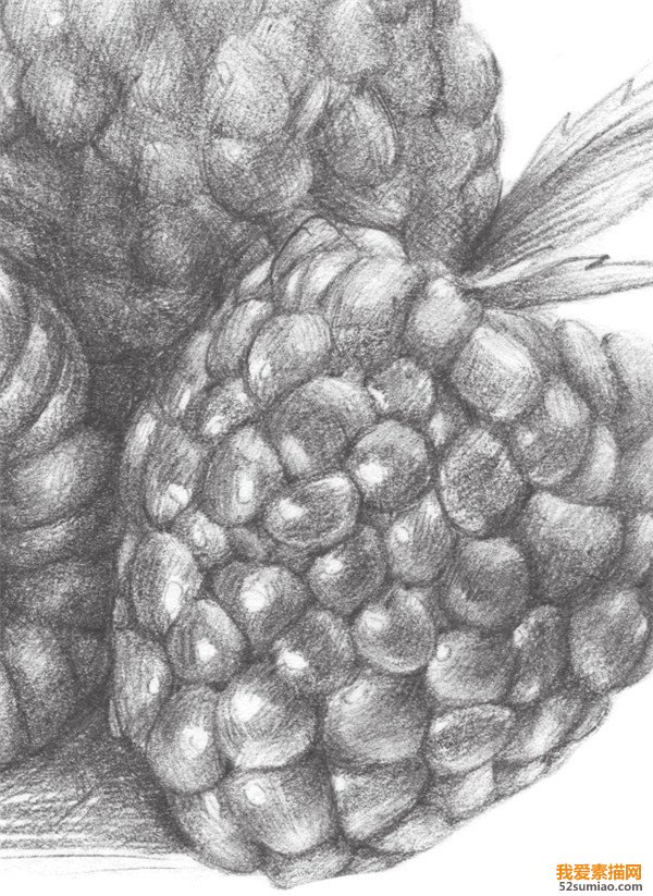 素描樹莓的細節(jié)