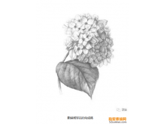 素描繡球花的繪畫(huà)技法