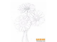 素描花卉——扶郎花