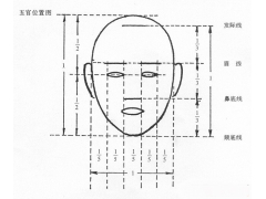 素描頭像五官比例分配